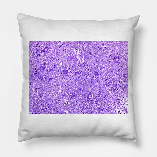 Motor neurons, light micrograph (C024/0081) Pillow by SciencePhoto