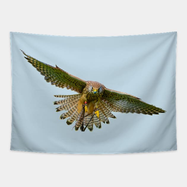 Incoming Kstrel Tapestry by dalyndigaital2@gmail.com