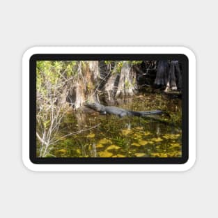 Everglades Alligator Magnet