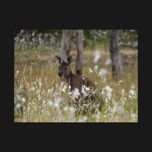 Western Grey Kangaroo in a field of African Corn Lilies T-Shirt