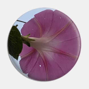 Glorious - pink morning glory, white sky Pin