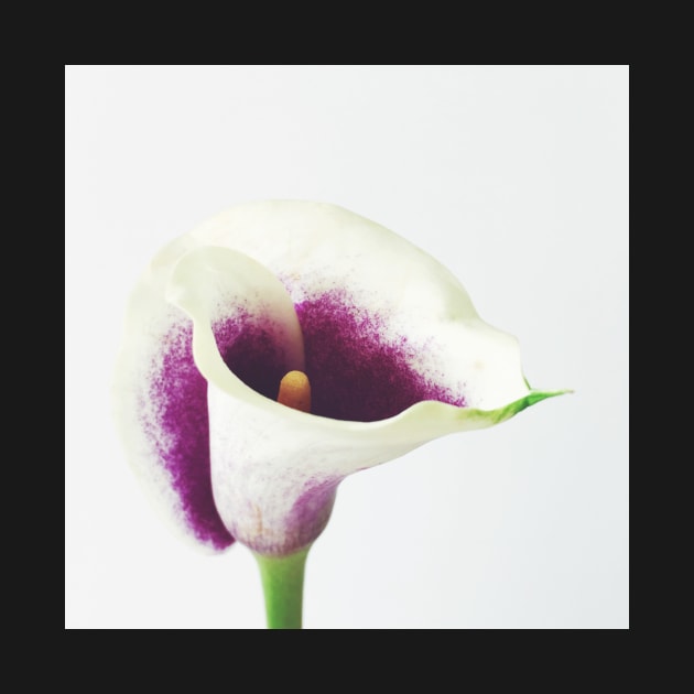 Calla Lily by Cassia