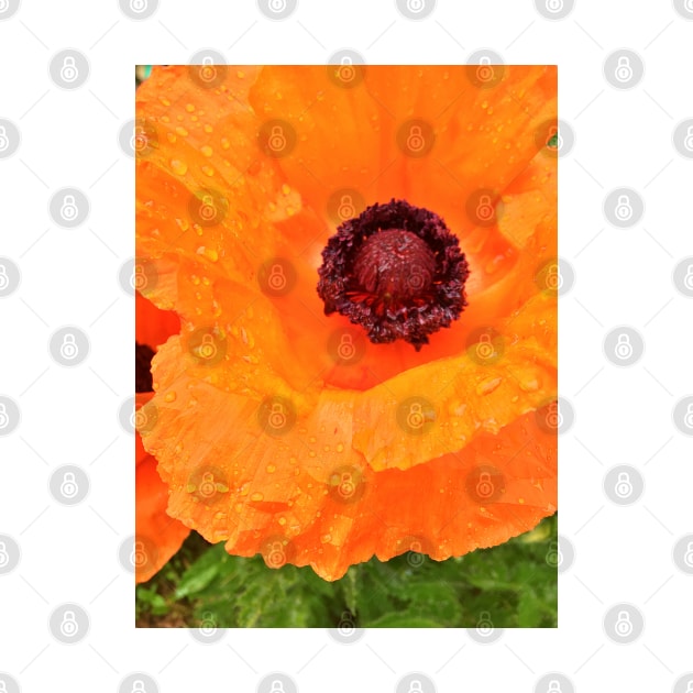 Beautiful Orange Poppy  - Early Spring Blooms by Ric1926