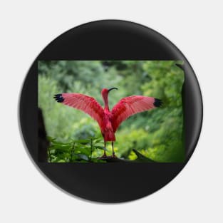 Scarlet Ibis Pin