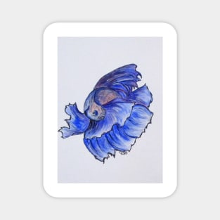 Ralphi, Betta Fish Digital Enhanced Magnet