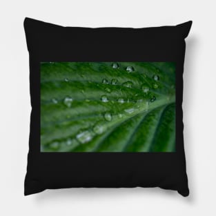 Water droplets on Hosta leaf Pillow