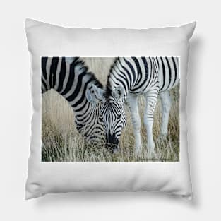 Grazing zebra on African plains Pillow