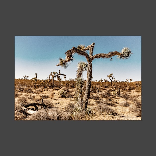 Joshua Tree National Park, California by Gestalt Imagery