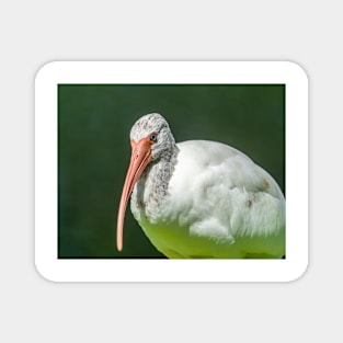 Close up of a black and white Ibis 3 Magnet