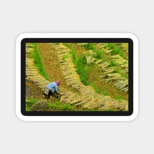 Rice Terrace5. Magnet