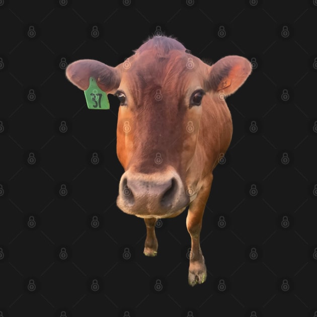 Jersey Cow by chiefOP