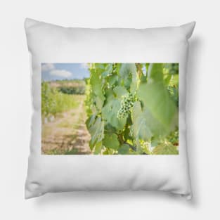 Okanagan Valley Grapevines and Blue Sky in Summer Pillow