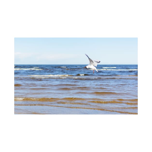 White seagull flying above the water to the left with its wings open by lena-maximova