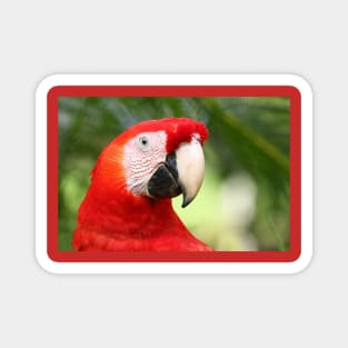 Scarlet  Macaw Magnet