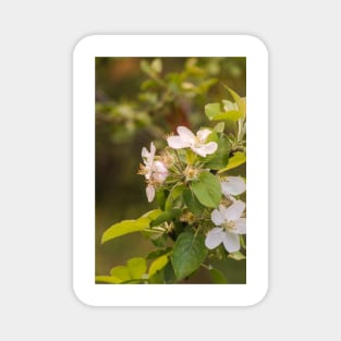 ebs apricot blossoms Magnet