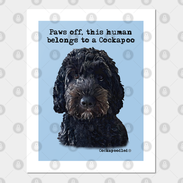 cockapoo prints and posters