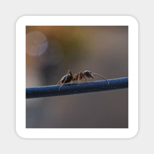 macro ants Magnet