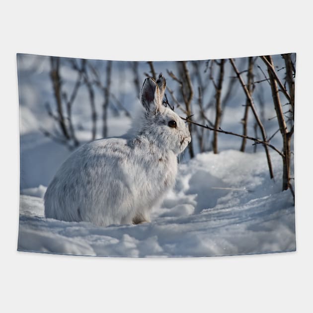 Snow Shoe Hare Tapestry by jaydee1400