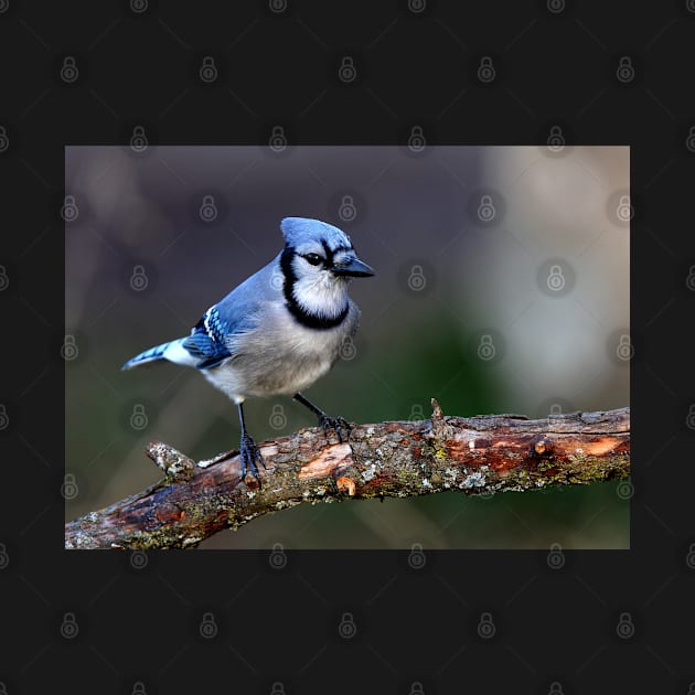 Blue Jay by Jim Cumming