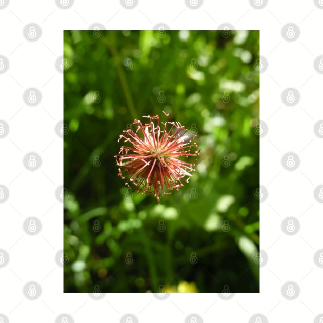 Scottish Photography Series (Vectorized) - Pink Wild Flower by MacPean