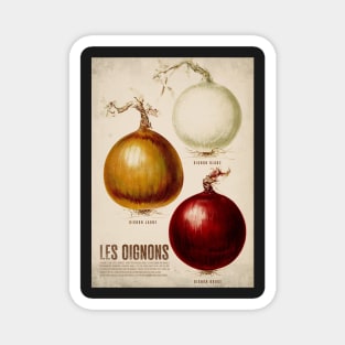 Old vegetable poster - Onions - Vintage - retro Magnet