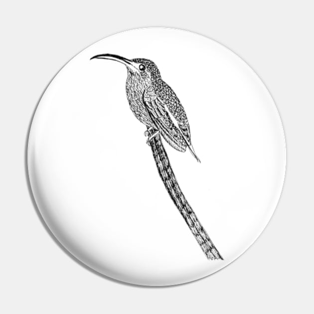 Bard tailed barb throat dark bird Pin by nuruveyik