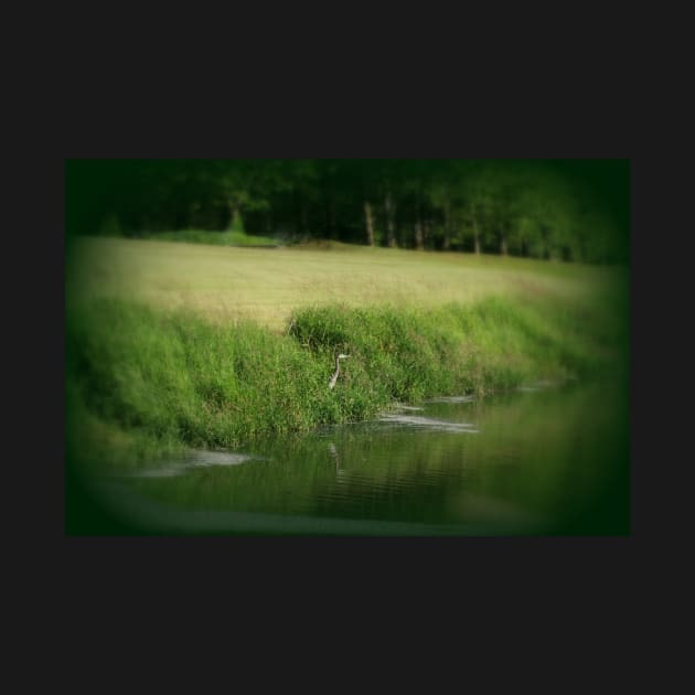 Great Blue Heron at edge of Trojan pond, near Goble, Oregon by DlmtleArt