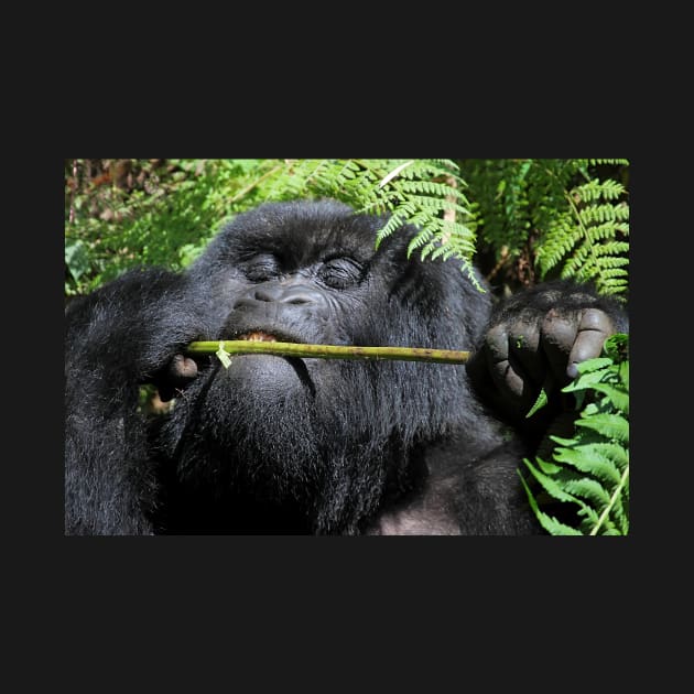 Silverback Gorilla Eating,  Hirwa Group,  Rwanda,  East Africa by Carole-Anne