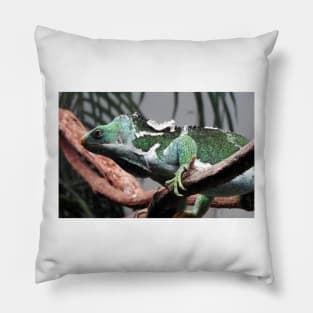 Fijian Crested Iguana Pillow