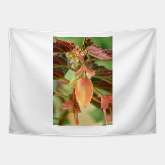 Begonia bud Tapestry by chrisburrows