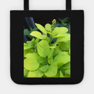Forest Bathing with the Green Leaves of Our Beautiful Planet Tote
