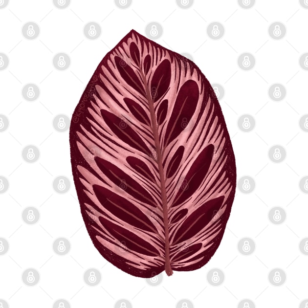 Calathea Makoyama Leaf by Khotekmei