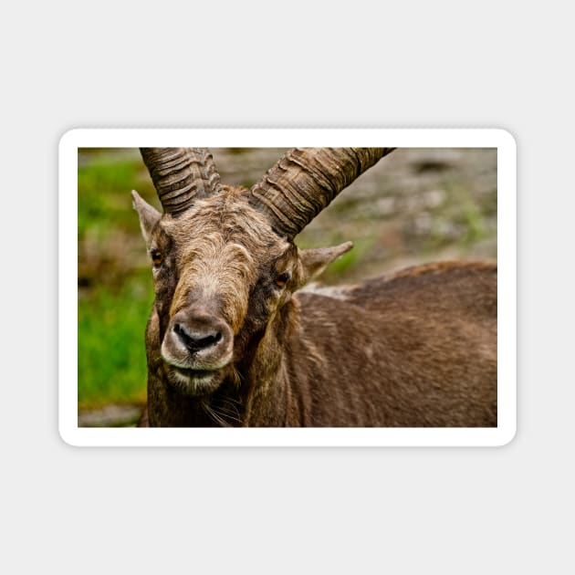 Ibex Magnet by jaydee1400