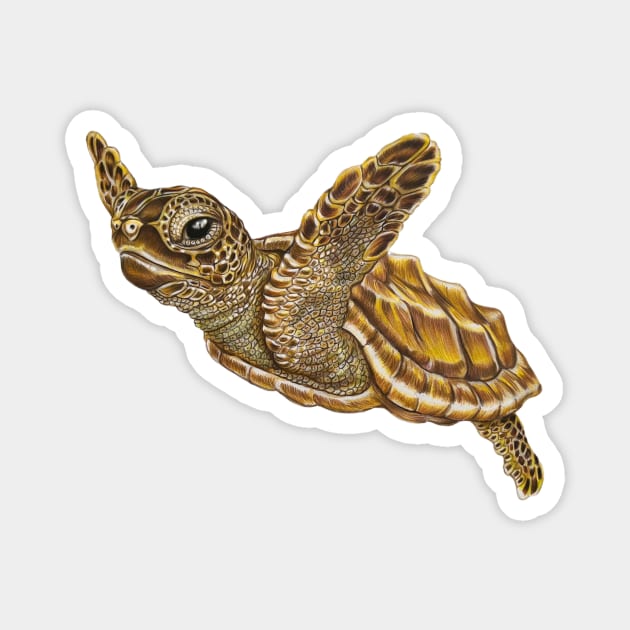 Baby Sea Turtle Magnet by Tim Jeffs Art