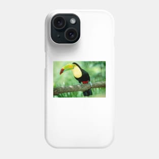Keel-billed toucan (Ramphastos sulfuratus) in tree (Z888/0001) Phone Case