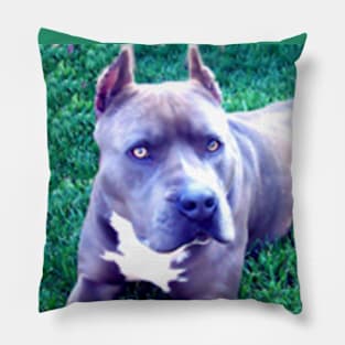 Blue Nose Pit Bull Dog Pillow