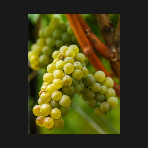 Ripening grapes on the vine by naturalis