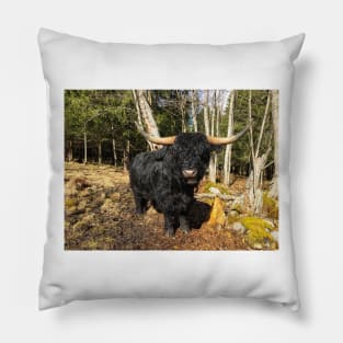 Scottish Highland Cattle Dark Black Bull 2351 Pillow