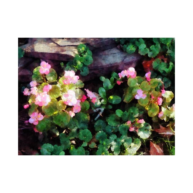 Begonias By Stone Wall by SusanSavad