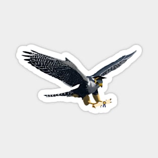 Graduation Falcon Magnet