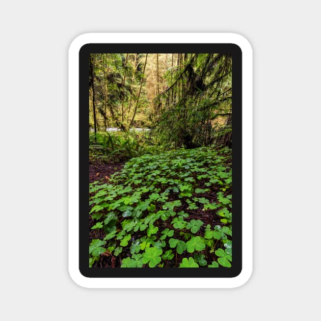 Clovers on the Forest Floor Magnet by JeffreySchwartz