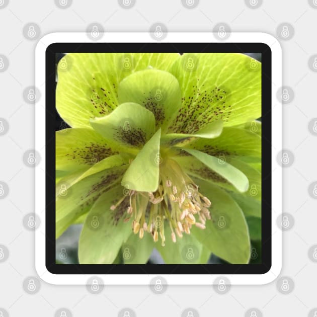 Refreshing Green Winter Hellebore for Deep Healing Magnet by Photomersion
