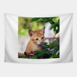 Cute kitten cat perched in a tree with an inquisitive look Tapestry