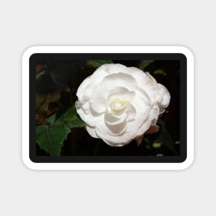 One white begonia flower. Magnet