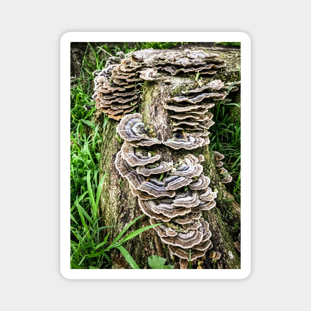 Mushroom Stump. Magnet by Stus Road Trips