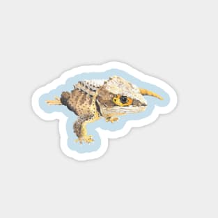 Red Eye Crocodile Skink Magnet