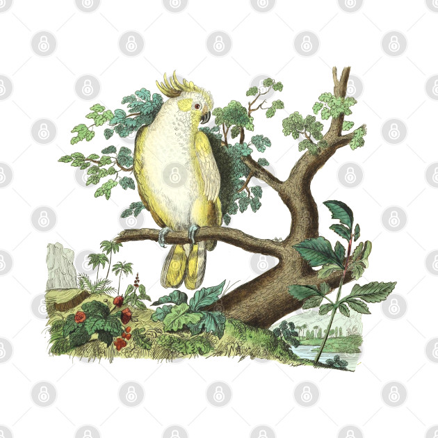 Cockatoo Bird Wildlife Illustration by Biophilia