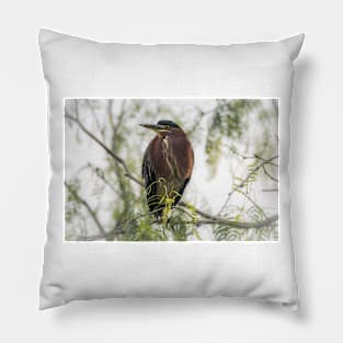 Green Heron Perched Pillow