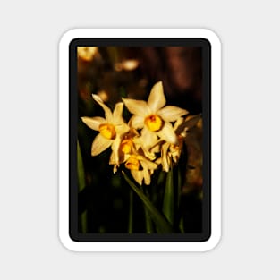 Daffodil flowers Magnet