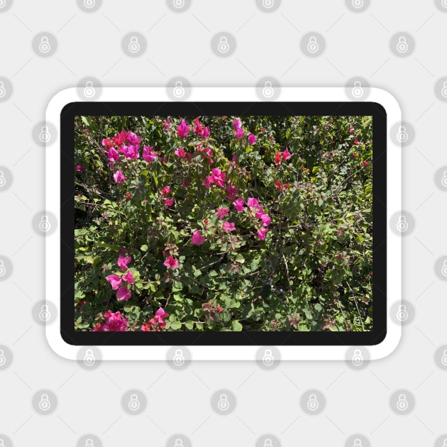 pink bougainvillea Magnet by Sparkleweather